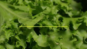 20 Продуктов, в Которых Практически 0 Калорий