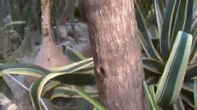 Кактусовая оранжерея в Никитском Ботаническом Саду смотреть онлайн