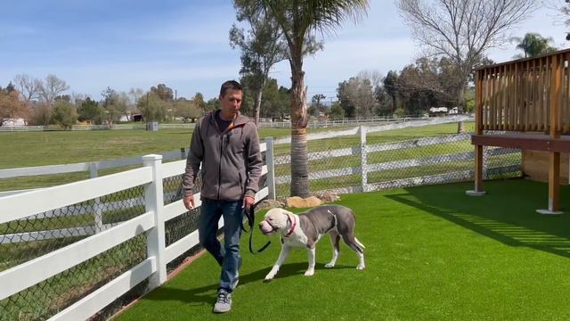 How to introduce an American Bulldog and a Doberman Pincher смотреть онлайн