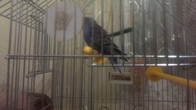 КЕША МОЧИТ!!!! КУВЫРКАЕТСЯ И ЛОЖИТСЯ НА СПИНУ УГАР!!!!!