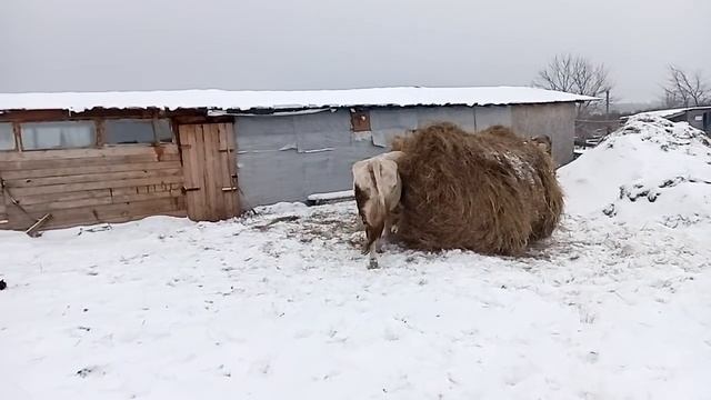 Сколько нужно получать молока от коров ,чтоб жить достойно. смотреть онлайн