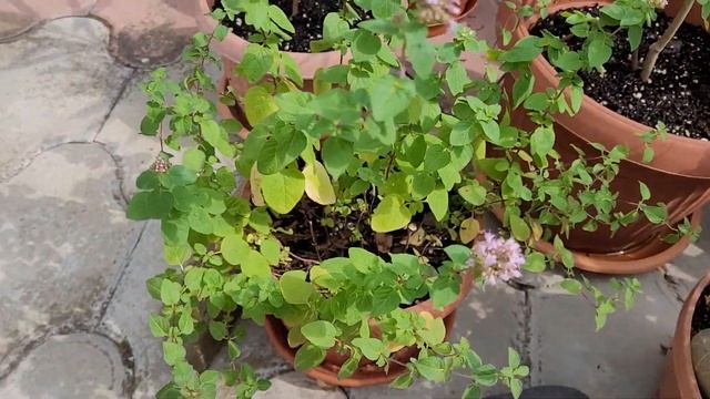 Средиземноморский садик в развитии. Промежуточный результат. Ландшафтный артобъект. смотреть онлайн