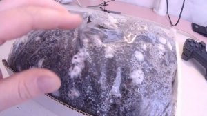 Выращиваем ГРИБЫ в домашних условиях!!!Вешенка "Черный принц"