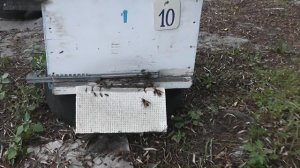 Банда шершней режет улей! Спасли!