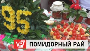ПОД ВОЛГОГРАДОМ СОСТОЯЛСЯ ФЕСТИВАЛЬ «АХТУБИНСКИЙ ПОМИДОР»