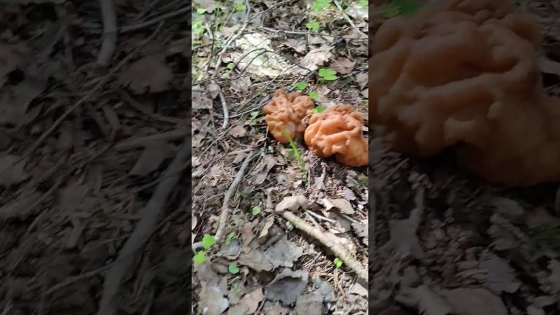 грибы строчки #грибы