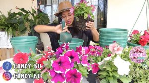 PLANTANDO PETUNIAS Qué tipo de tierra usar y cómo cuidarlas│Candy Bu