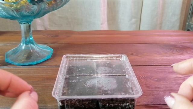 Тара Для Посева И Выращивания Рассады // Клубника Без Химозы смотреть онлайн