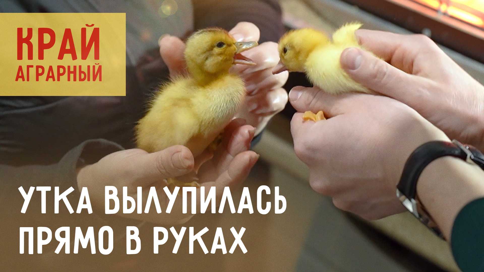 Чем заменить дорогую курицу и яица? КРАЙ АГРАРНЫЙ 2.0.24