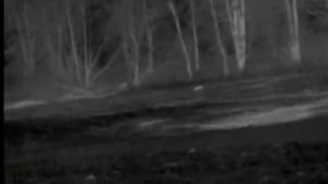 Pulsar Quantum  HD 38's Thermal Imager