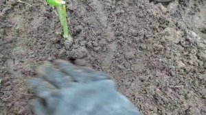 Летняя посадка садовых роз. Можно ли высаживать розы летом?