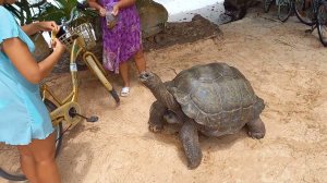 #ЛаДиг#СейшельскаяЧерепаха