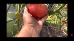 Лучшие сорта томатов на сезон 2023.