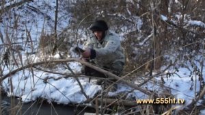 Охота на норку с капканом.