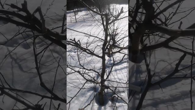 Обрезка груши Бере московская смотреть онлайн