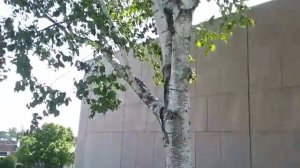 Памятник, Саманта Смит. Samantha Smith Statue/Monument.