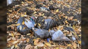 Переработка опавших листьев-