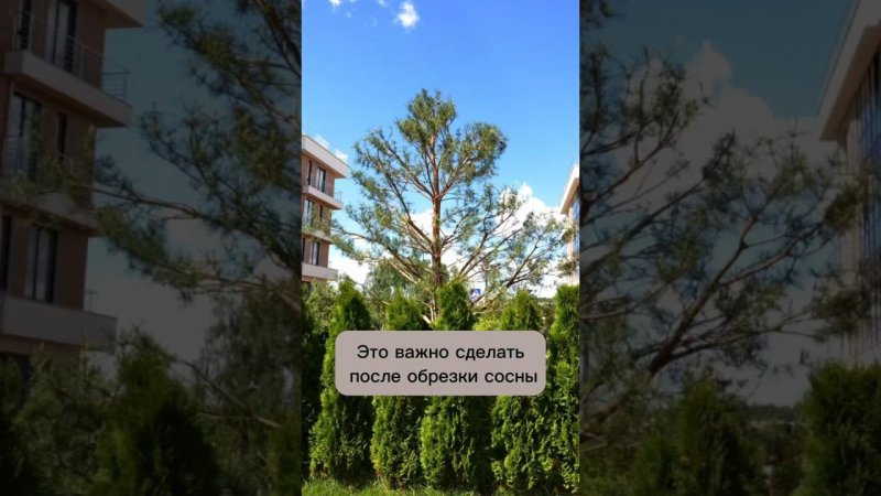 Это ВАЖНО сделать после ОБРЕЗКИ сосны! #бонсай #bonsai #ландшафтныйдизайн #хвойные #сад