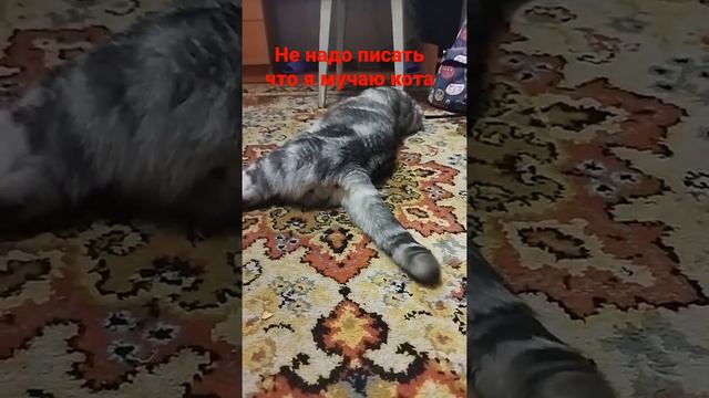 не надо писать что я мучаю кота #cat #funny #бедный