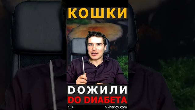 ? Домашние кошки должны есть цельнозерновые злаки, сухие корма и много клетчатки?