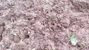 Высадка рассады огурцов в грядки.10.05.19г.