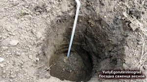 ? Весенняя посадка саженца винограда. 100% приживаемость. Правильная глубина посадки. Удобрение.