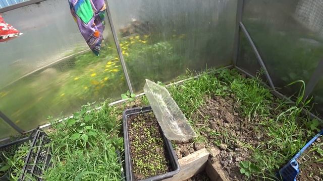 На Пасхе в Нефтегорске. Все зазеленело ЖАРА, ПЬЕМ ЧАЙ из САМОВАРА смотреть онлайн