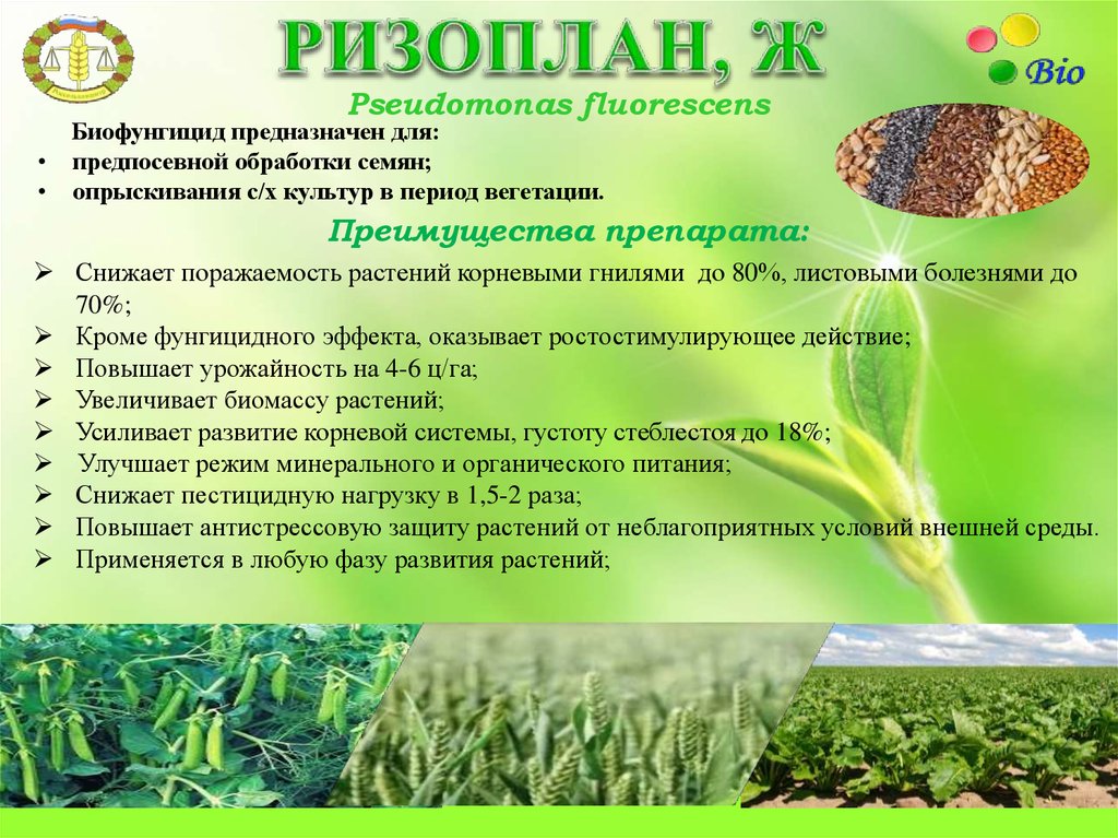 Ризоплан