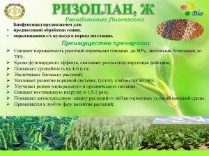 Ризоплан