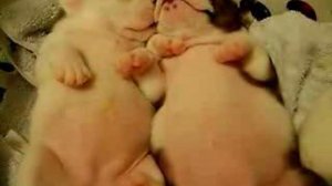 Смешные щенки