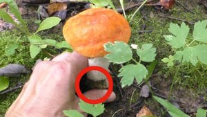 ГРИБЫ срезать или выкручивать? Как правильно?