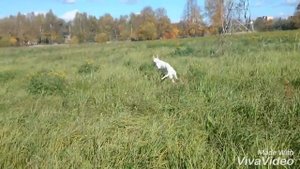 Поденко ибиценко. Такса. Podenco ibicenco. DACHSHUND