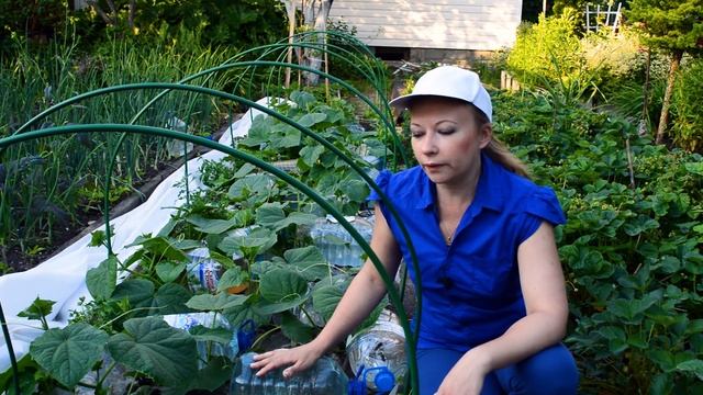 Как получить максимальный урожай огурцов. Как правильно подкормить огурцы. Подкормка огурцов.
