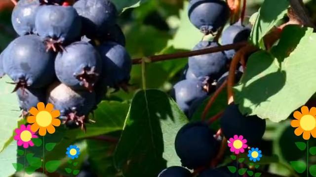 Ирга (Мартин). Краткий обзор: Ирга описание характеристик, где купить саженцы смотреть онлайн