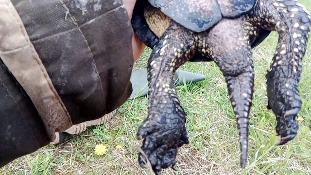 Большая черепашка по имени Наташка... смотреть онлайн