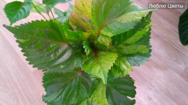 Новое нашествие клещей!? смотреть онлайн