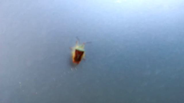 Лесной клоп. Forest bug (за качество видео - извиняюсь) смотреть онлайн