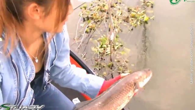 ►Die 10 GefaÌˆhrlichsten Tiere des Amazonas neu HD смотреть онлайн