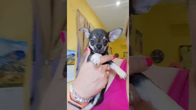 Хюррем Севжи продается щенок чихуахуа девочка СимферопольКрым Кастропуло+79787458062 смотреть онлайн