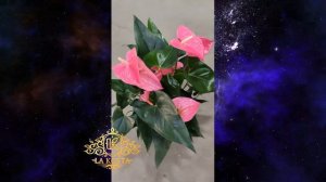 Антуриум Андреанум Майне