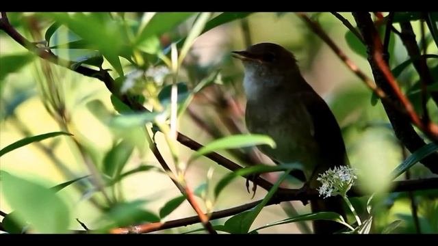 Соловьи́, соловьи́ные (лат. Luscinia)
