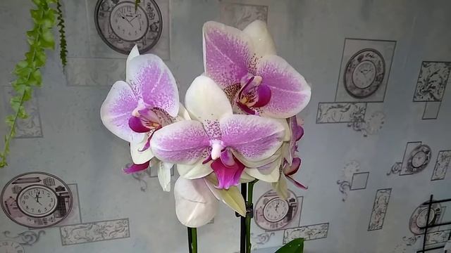 Депрессия // Неожиданный подарок или как муж сходил за мясом смотреть онлайн