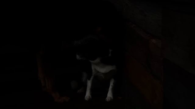 среднеазиатская овчарка - знакомство с другими собаками 2 смотреть онлайн