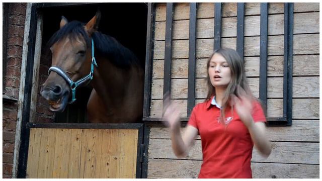 Учим своих лошадей целоваться вместе с HRB!)) смотреть онлайн