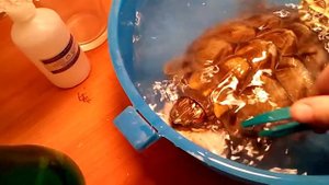 Черепаха убегает
