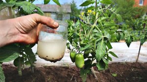 Делайте это с томатами в мае в июне если хотите много крупных помидор! Каждый год так делаю