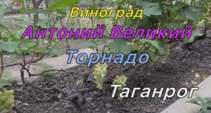 Виноград Антоний Великий, Торнадо