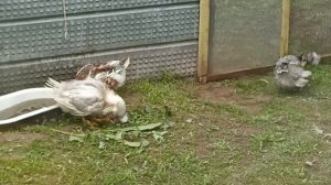 Уточки хохлатые