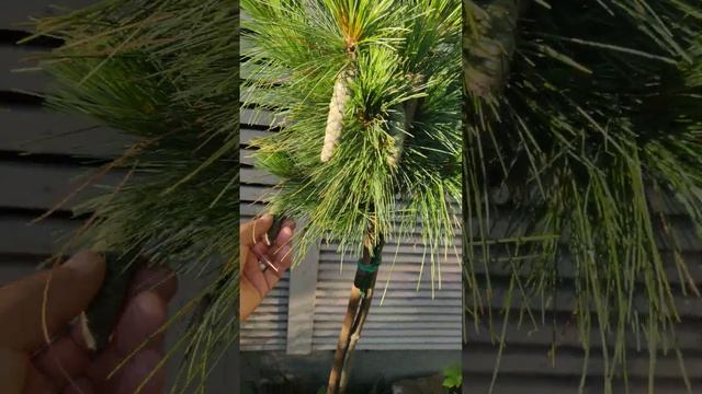 Сосна Шверина Wiethorst на штамбе. Особенности роста. смотреть онлайн