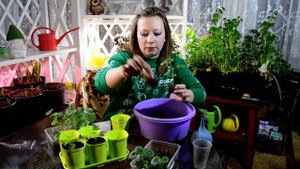 Как правильно пикировать пеларгонию? Пересадка рассады герани.